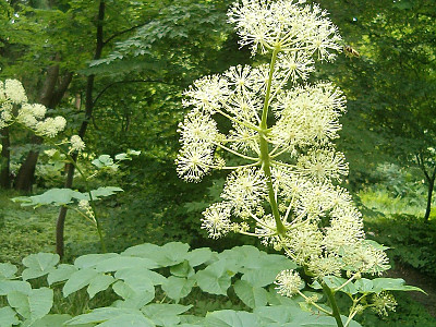 독활 사진 - Aralia cordata var. continentalis (Kitag.) Y.C.Chu Photos