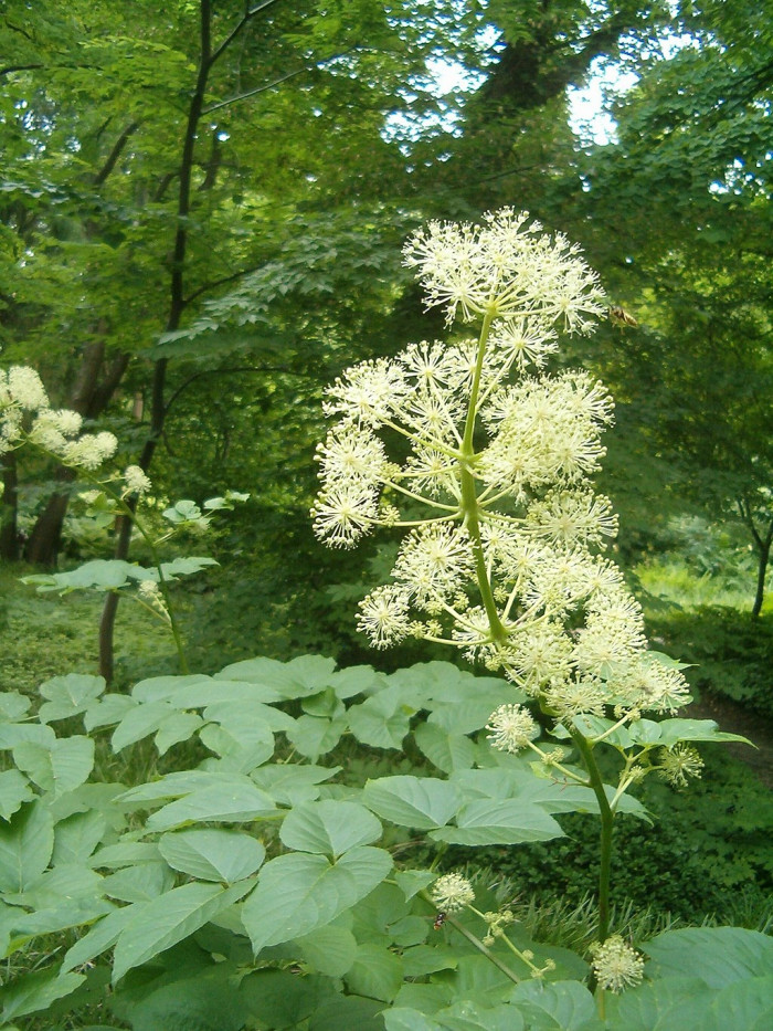 독활 - Aralia cordata var. continentalis (Kitag.) Y.C.Chu