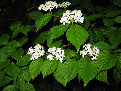 덧잎가막살나무 사진 - Viburnum wrightii var. stipllatum Nakai Photos