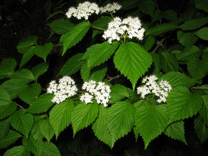 덧잎가막살나무 - Viburnum wrightii var. stipllatum Nakai
