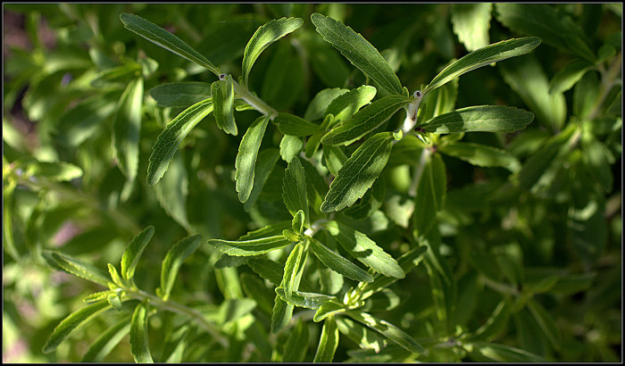 스테비아 - Stevia rebaudiana