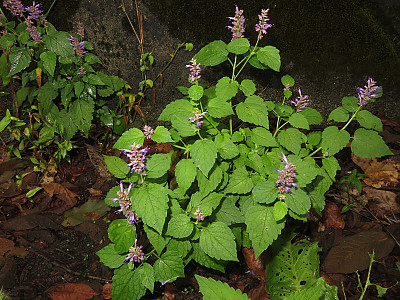 배초향 사진 - Agastache rugosa (Fisch. & Mey.) Kuntze Photos