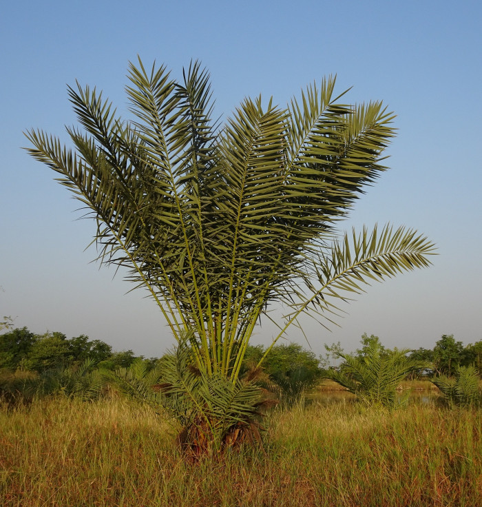 대추야자 - date palm, Phoenix dactylifera