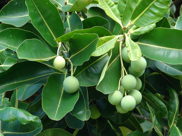 용화수 - Alexandrian laurel, balltree, laurelwood, Beauty Leaf, Calophyllum inophyllum
