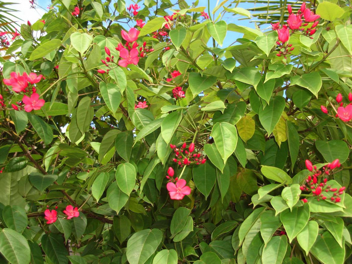 마타피아 - peregrina, Jatropha integerrima