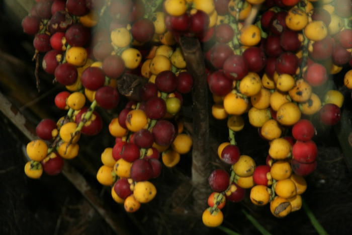 흑죽야자 - Formosan sugar palm, Dwarf Sugar Palm, Arenga engleri Becc.