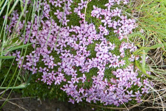 암담초 - Alpine balsam, Starflower, Liver balsam, Erinus alpinus