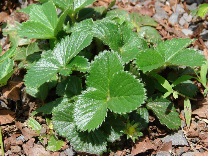 딸기 - Strawberries, Fragaria ananassa Duch.