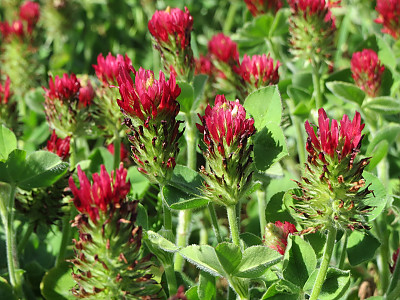 진홍토끼풀 사진 - Trifolium incarnatum L. Photos