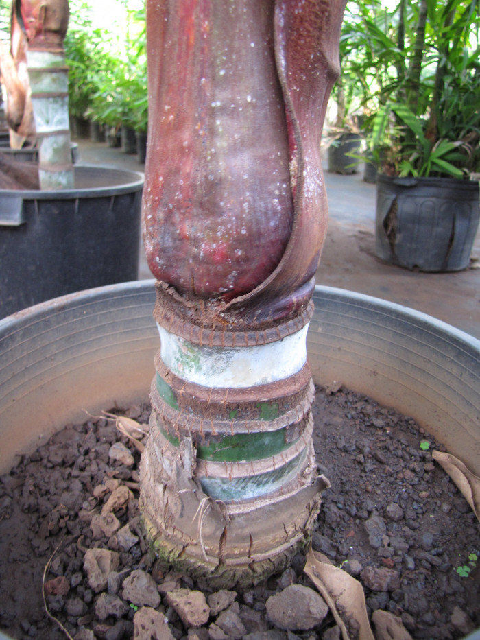 테티베어 야자 - Teddy Bear Palm, Red-stemmed triangular palm, Redneck palm, Dypsis leptocheilos