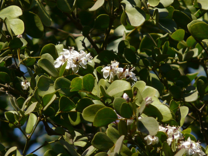 유창목 - lignum vitae, Guaiacum officinale
