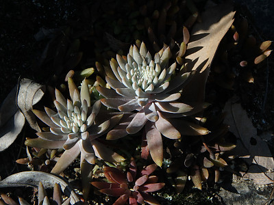 바위솔 사진 - Orostachys japonica Photos