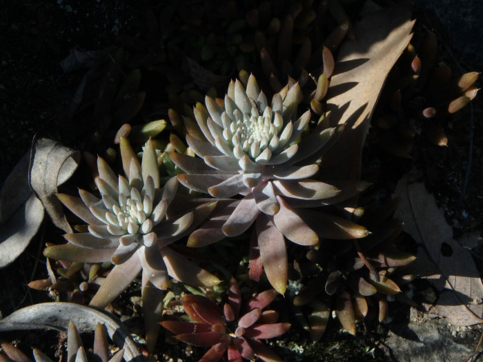 바위솔 - Orostachys japonica