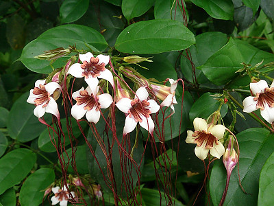스트로판투스 프루시 사진 - Strophanthus preussii Photos