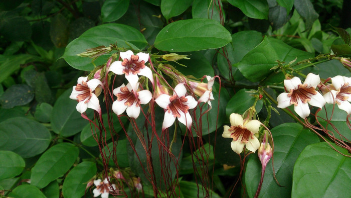 스트로판투스 프루시 - spider tresses, Strophanthus preussii