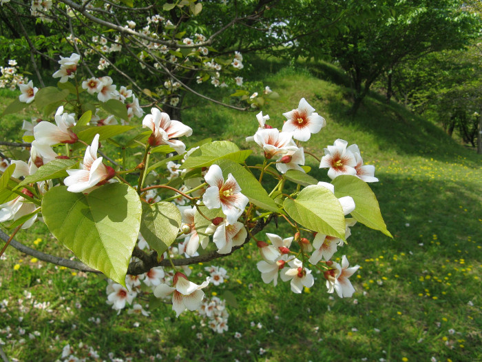 유동 - Vernicia fordii (Hemsl.) Airy Shaw