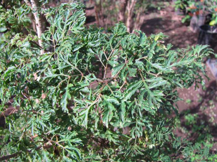 폴리샤스 - Polyscias fruticosa