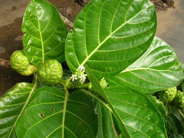 노니 - Noni fruit, Morinda citrifolia