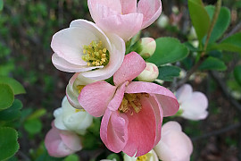 산당화 - Chaenomeles speciosa (Sweet) Nakai
