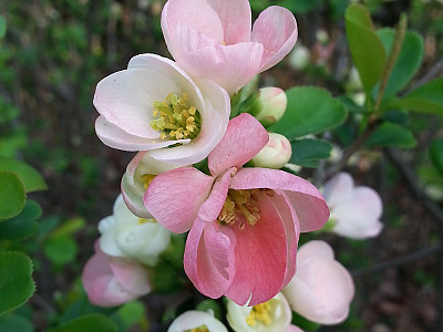 산당화 사진 - Chaenomeles speciosa (Sweet) Nakai Photos