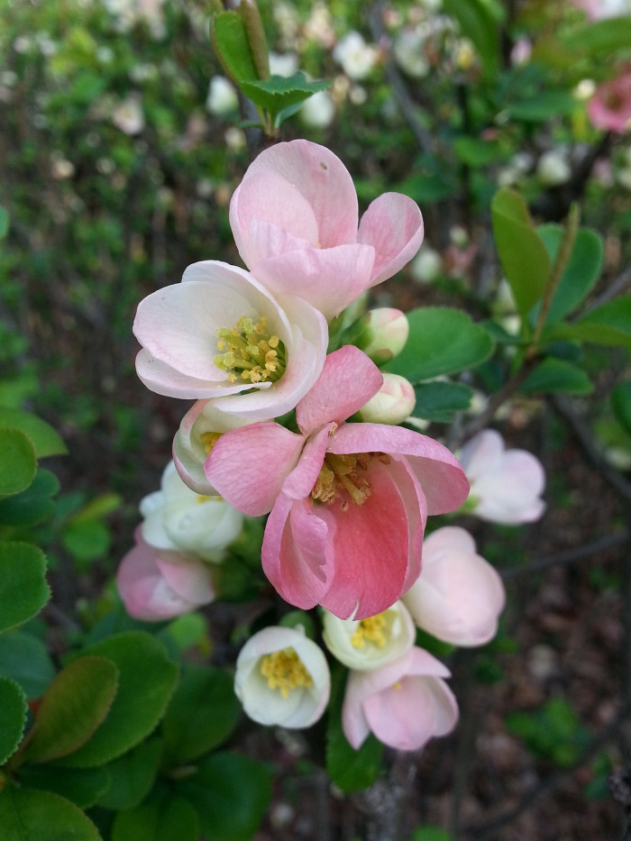 산당화 - flowering quince, Chaenomeles speciosa (Sweet) Nakai
