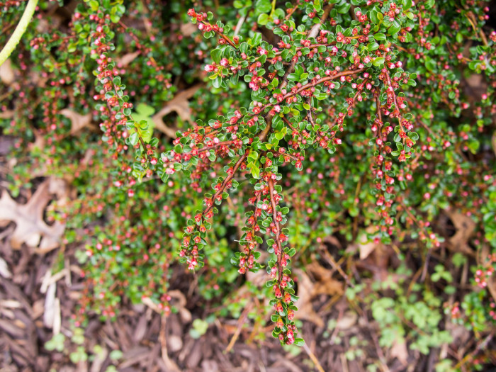 홍자단 - Rock cotoneaster, Cotoneaster horizontalis Decne.