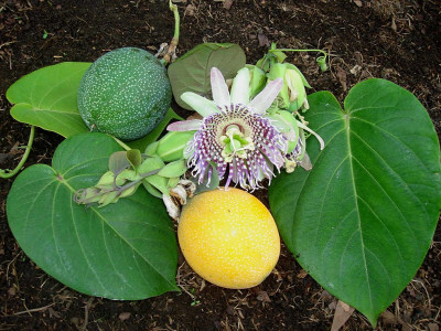 그라나딜라 사진 - Passiflora ligularis Photos
