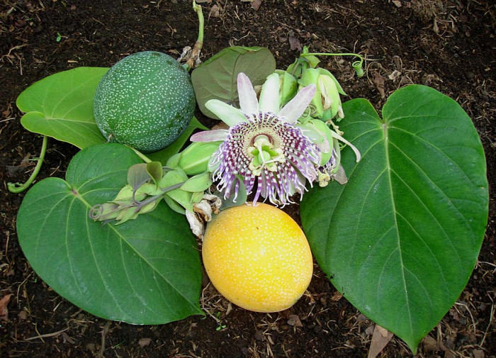 그라나딜라 - Sweet Granadilla, Passiflora ligularis