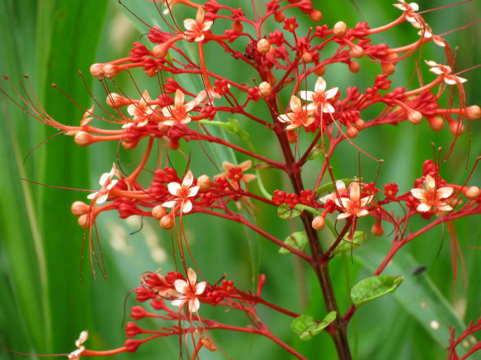 용선화 - Pagoda Flower, Pyramid flower, Temple flower, Clerodendrum paniculatum