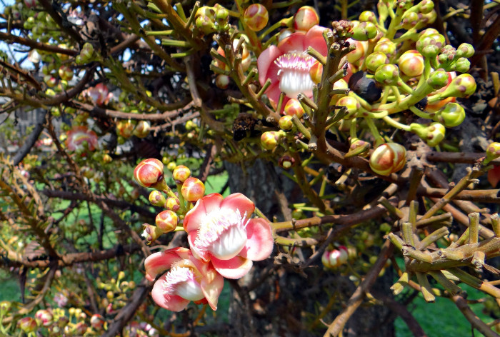 캐논볼 트리 - Cannonball tree, Couroupita guianensis