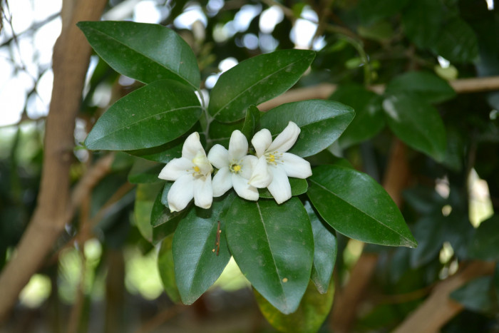 오렌지 자스민 - Orange jasmine, Murraya paniculata