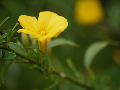 월광화 사진 - Calonyction aculeatum (L.) House Photos