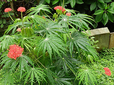 야트로파 물티피다 사진 - Jatropha multifida Photos
