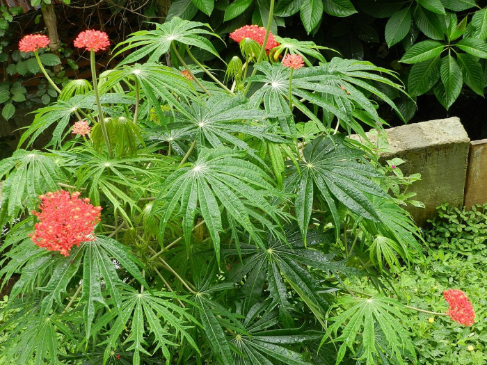 야트로파 물티피다 - Coral Plant, Jatropha multifida