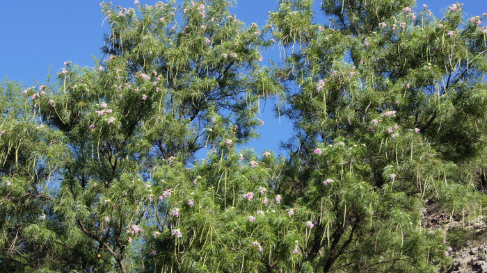 사막 버드나무 - Desert willow, Chilopsis linearis (Cav.) Sweet