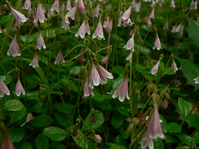 린네풀 사진 - Linnaea borealis L. Photos