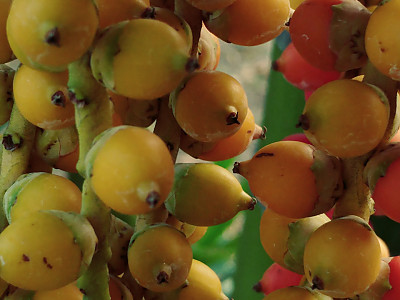빈랑야자 사진 - Areca catechu L. Photos