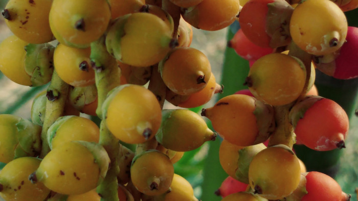 빈랑야자 - Areca palm, Areca nut palm, Betel palm, Indian nut, Pinang palm, Areca catechu L.