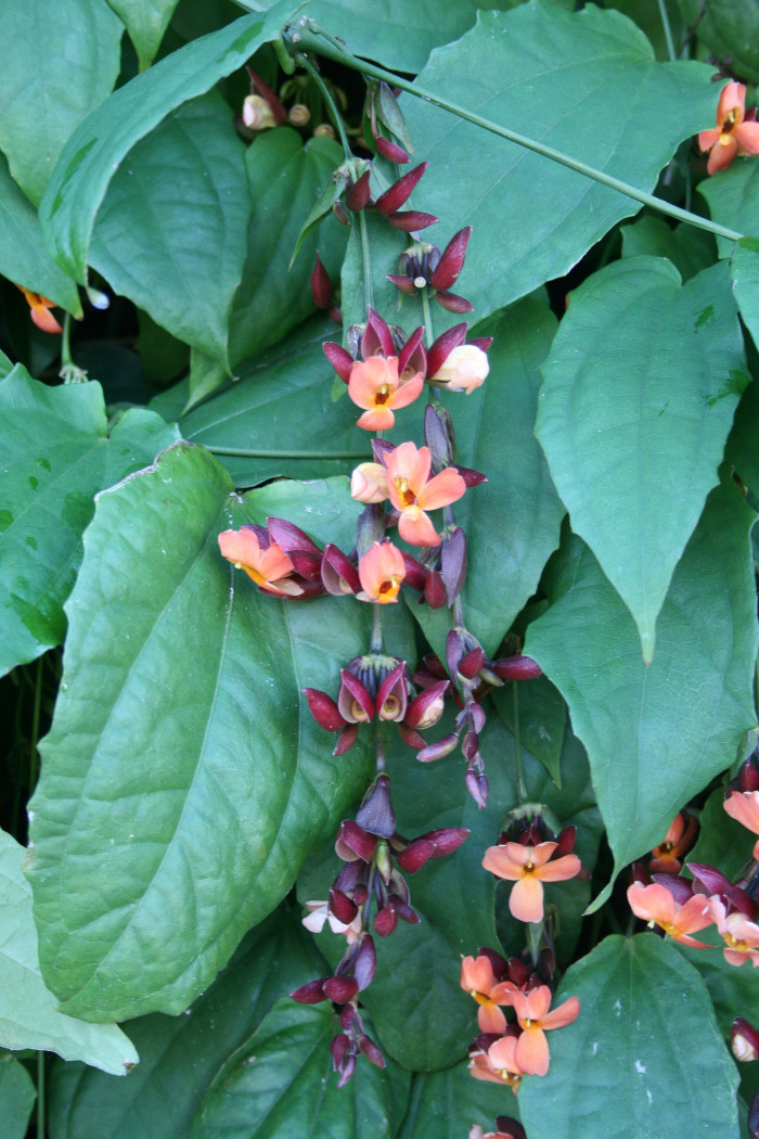 툰베르기아 코키니아 - Scarlet clock vine, Thunbergia coccinea