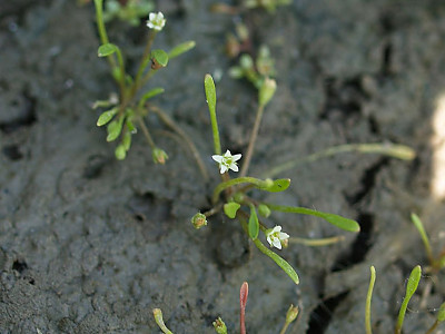 등포풀 사진 - Limosella aquatica L. Photos