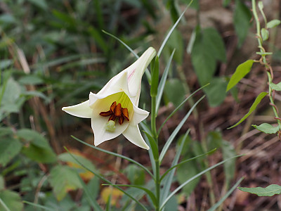 대만나리 사진 - Lilium formosanum Photos