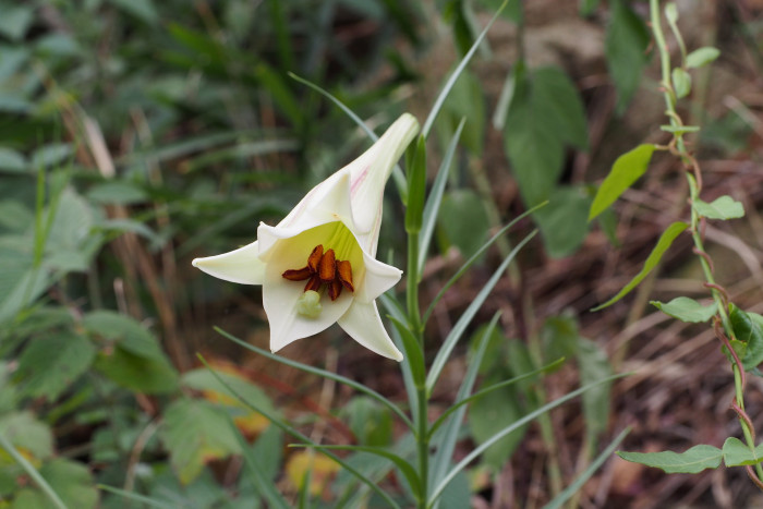 대만나리 - Formosa lily, Taiwanese lily, Lilium formosanum