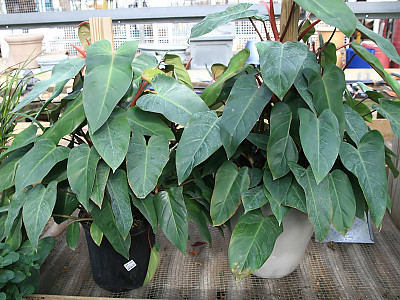 필로덴드론 에르베스센스 사진 - Philodendron erubescens Photos