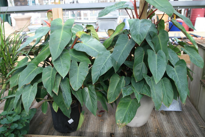 필로덴드론 에르베스센스 - Philodendron erubescens