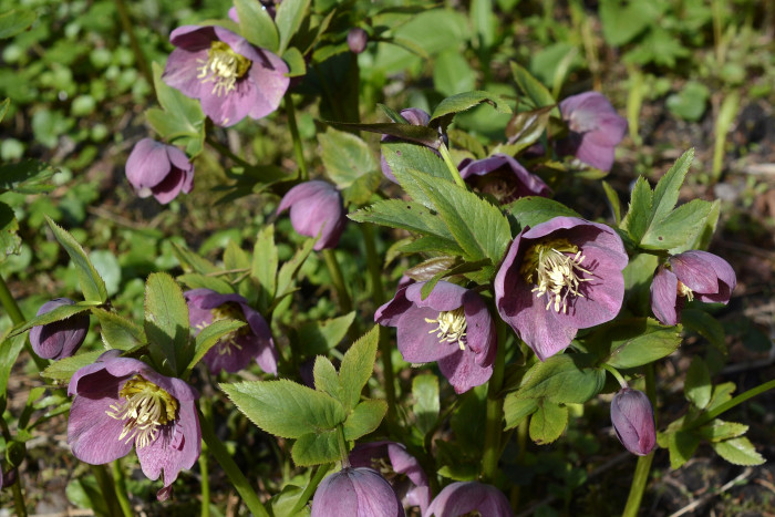 크리스마스로즈 - Christmas rose, Black hellebore, Helleborus niger L.
