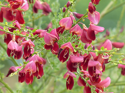 양골담초 사진 - Cytisus scoparius (L.) Link Photos