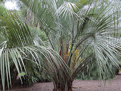 뷰티아 에리오스파타 사진 - Butia eriospatha Photos