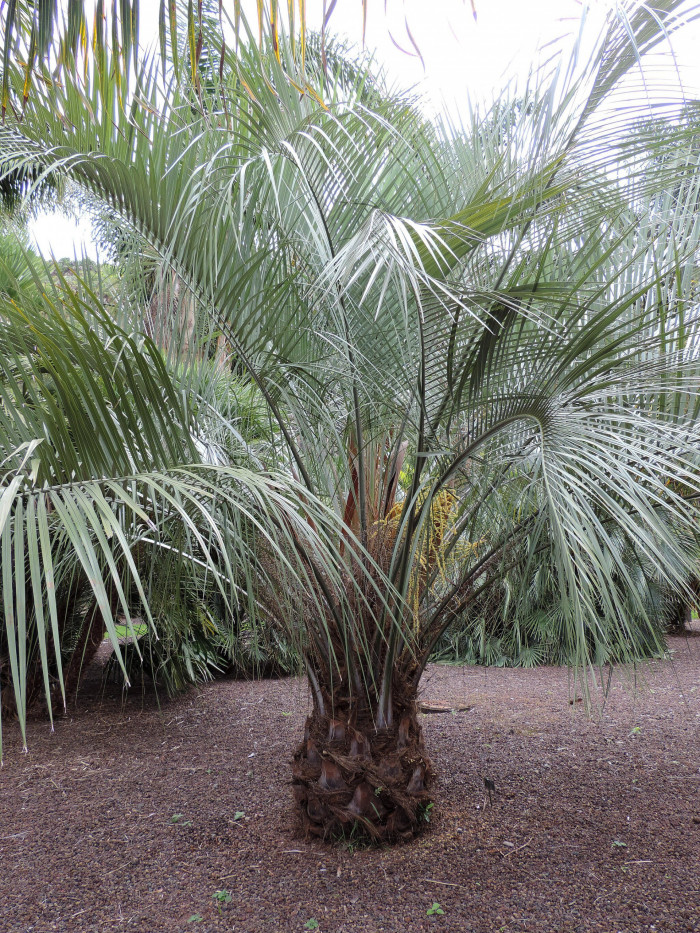 뷰티아 에리오스파타 - wooly jelly palm, Butia eriospatha