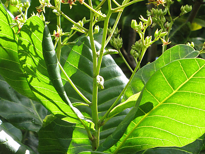캐슈나무 사진 - Anacardium occidentale L. Photos