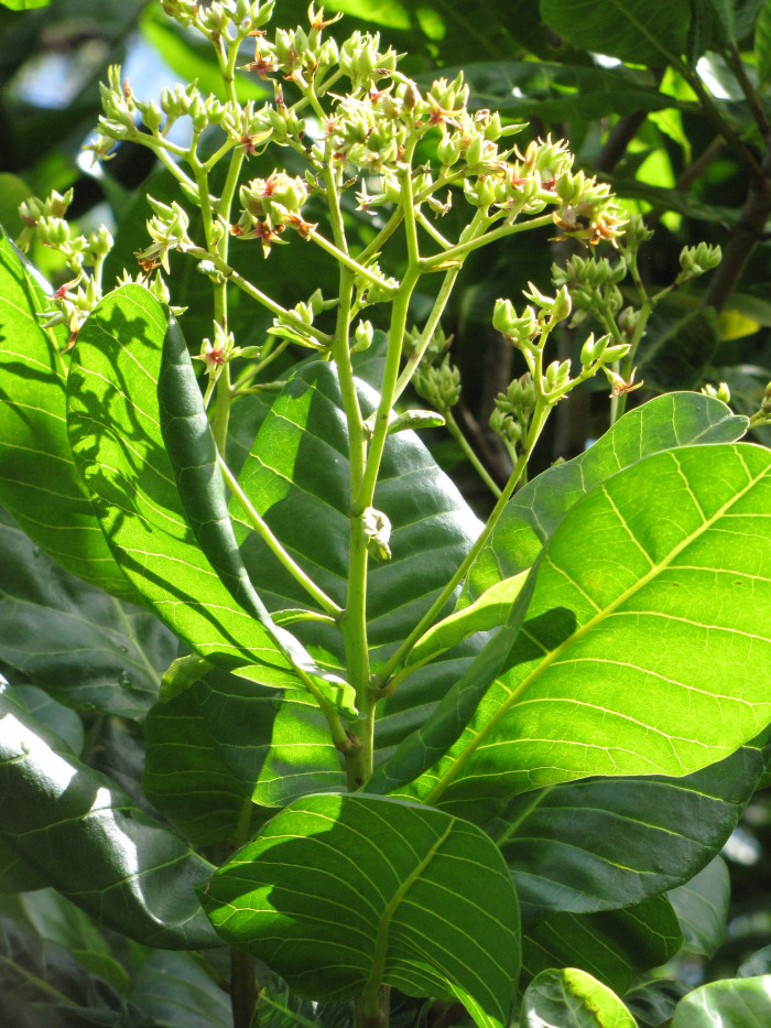캐슈나무 - Cashew nut tree, Anacardium occidentale L.